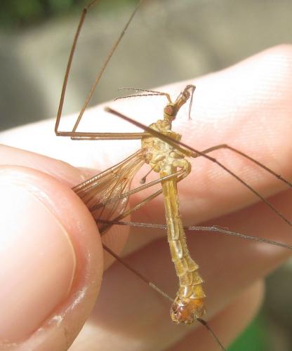 Réf. 284 173 : Tipula peliostigma